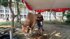 Sapi-Gibran.jpg