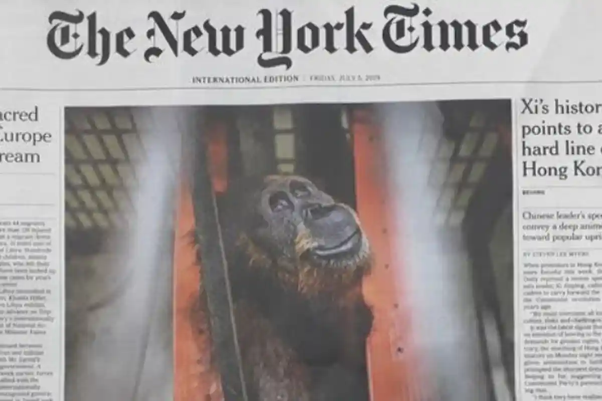 Kisah Hope, Orangutan yang Diterjang 74 Peluru di Aceh, Mendunia Setelah Diberitakan New York Times