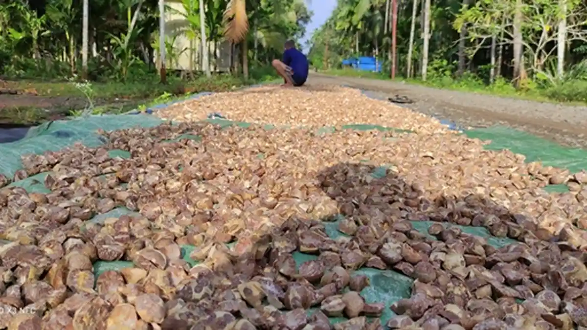 Petani Pinang di Tanjabtim Waswas akan Harga Jual Pasca Nataru