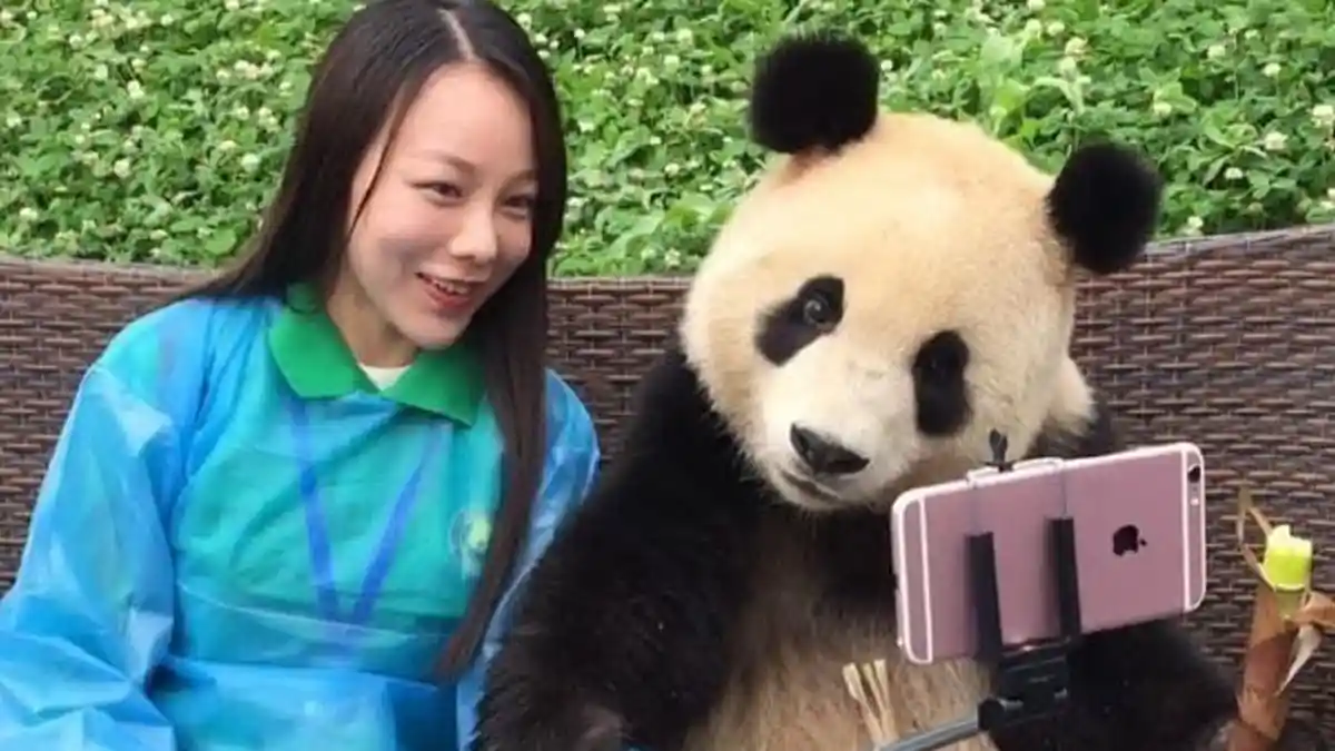 Lucu! Panda Menggemaskan Ini Asyik Berselfie Bersama Pengunjung Wanita, Kamu Mau?