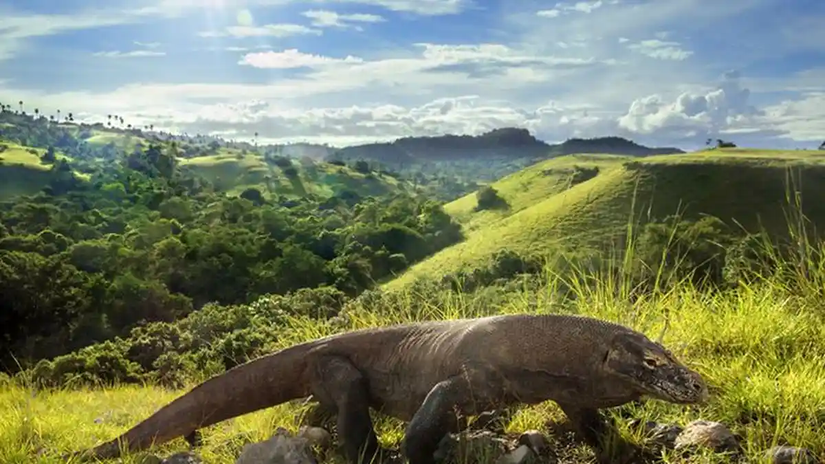 Kabar Pulau Komodo Akan Ditutup Batal, Ini Keresahan Masyarakat Sekitar