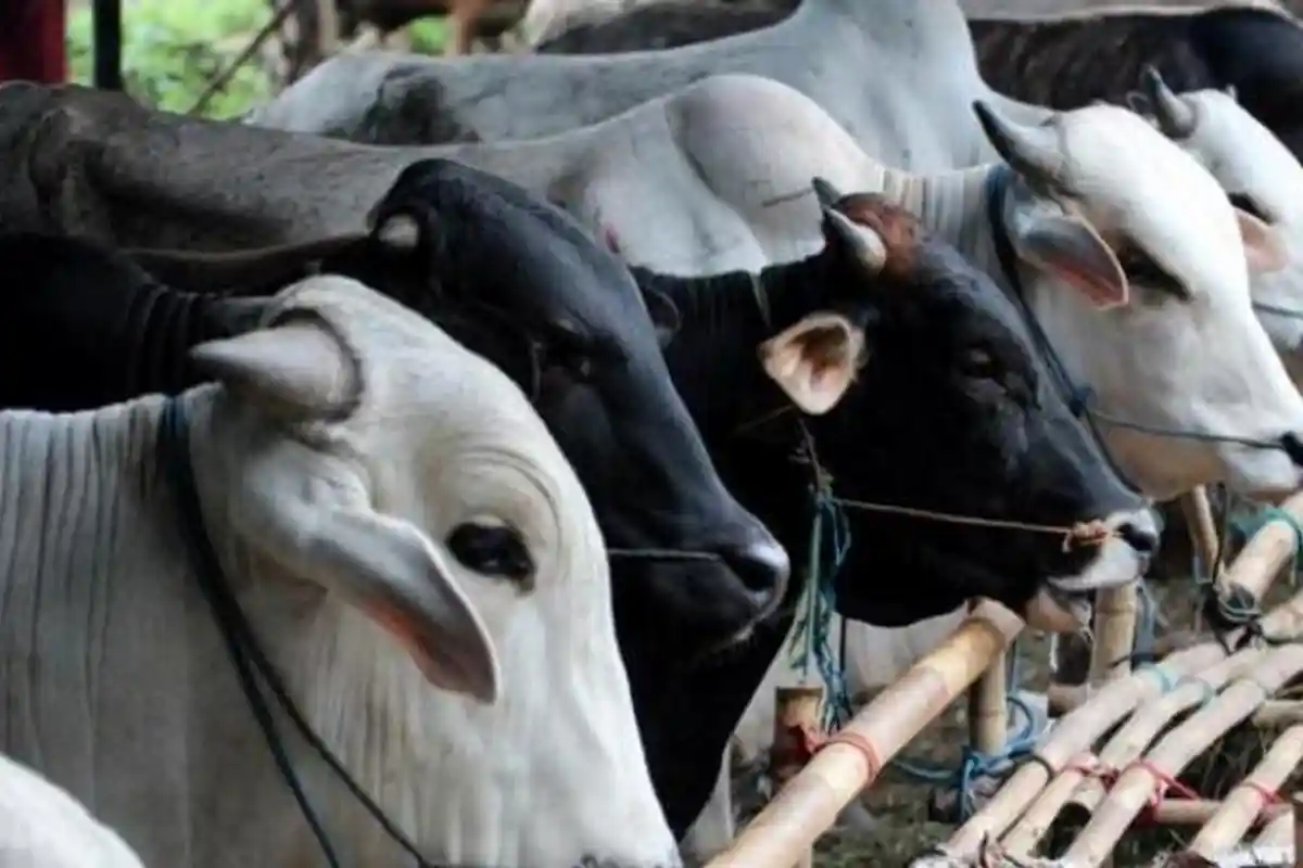 Idul Adha, Telkomsel Serahkan 119 Sapi dan 536 Kambing.