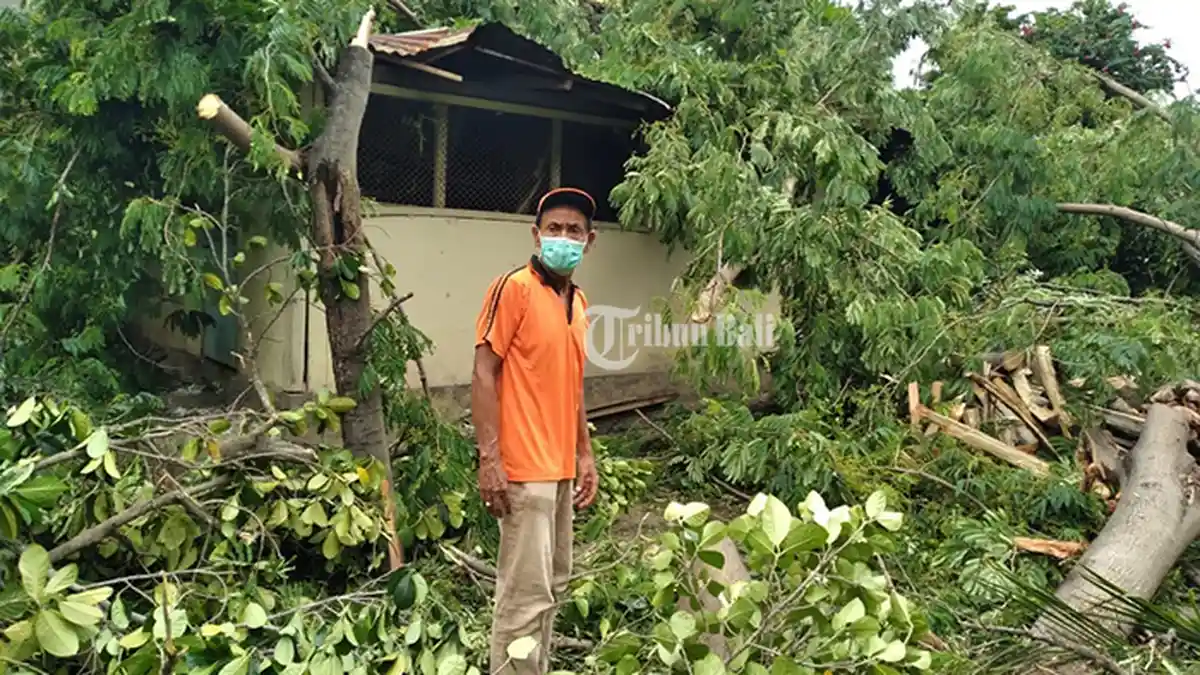 Cuaca Buruk, Pohon Mangga Tumbang di Buleleng Timpa Rumah Warga