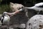 Burung Pelikan atau Undan di Kebun Binatang Ragunan