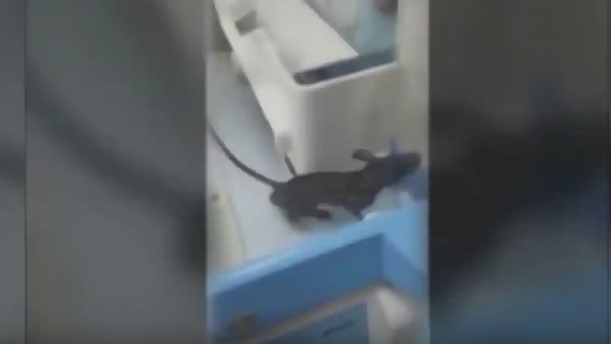 VIDEO – Mengerikan Tikus Masuk Inkubator Gigit Bayi Prematur