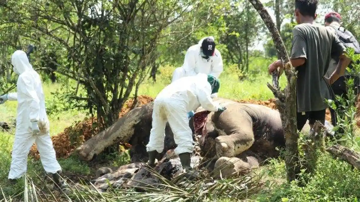 2 Gajah Sumatera Ditemukan Mati dengan Usus Terburai di Sumatera Utara
