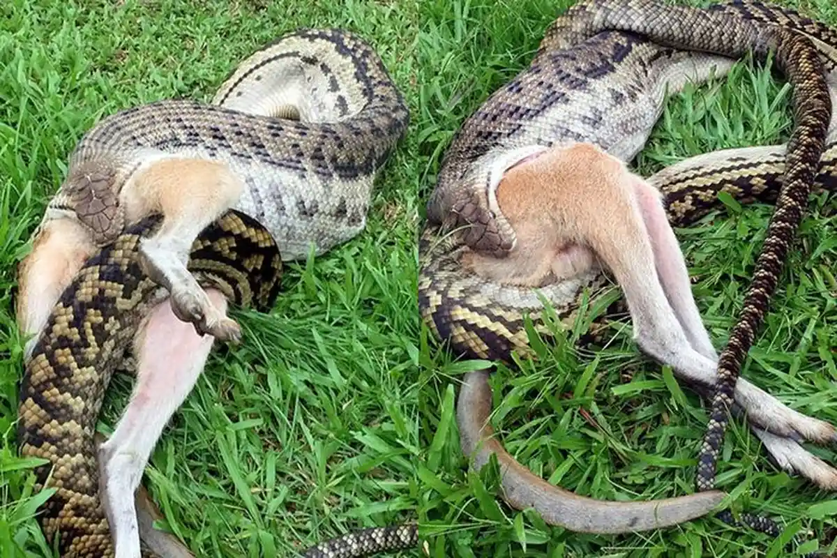 Ganasnya Ular Piton di Mamuju Tengah Ini, Telan Manusia dan Hewan, Sering di Kolom Rumah Warga