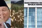 KEGAGALAN-Food-Estate-yang-Dikomandoi-Prabowo-hingga-Ditutupi-Auditor-BPK-Usai-Dibayar-Rp5-Miliar.jpg
