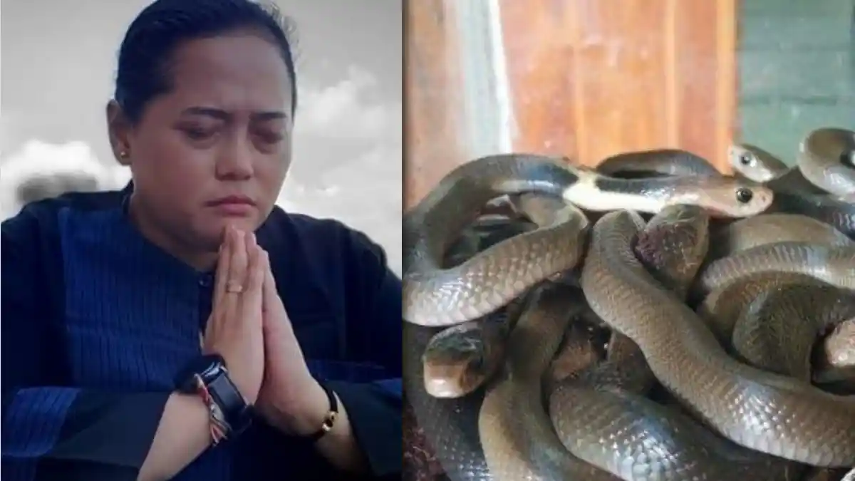Teror Ular Kobra, Paranormal Ini Sebut Bakal Ada Bencana Alam Dahsyat 2020, 'Dunia Sudah Panas!'