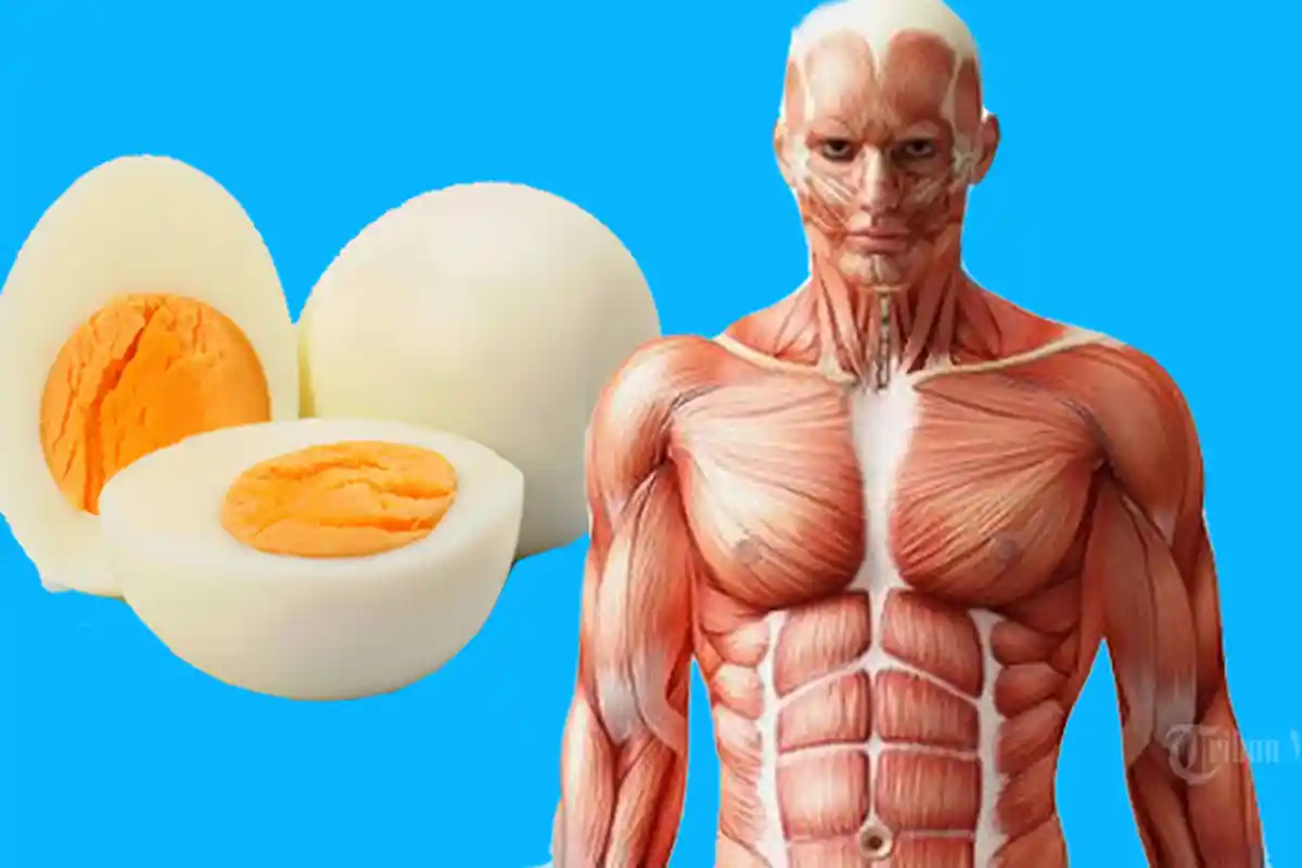 Di antara Kuning Telur atau Putih Telur Mana yang Lebih Menyehatkan? Simak Penjelasannya