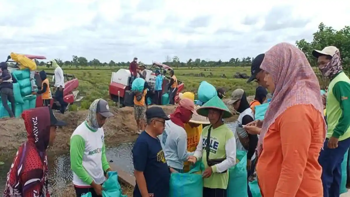 Petani Padi di Banyuasin Menjerit, Harga Gabah Lebih Rendah dari Ketentuan Pemerintah