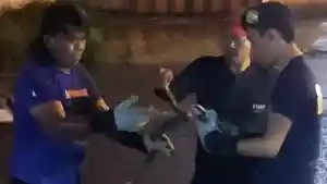 Tim-rescue-Disdamkartan-Mamuju-berhasil-evakuasi-ular.jpg