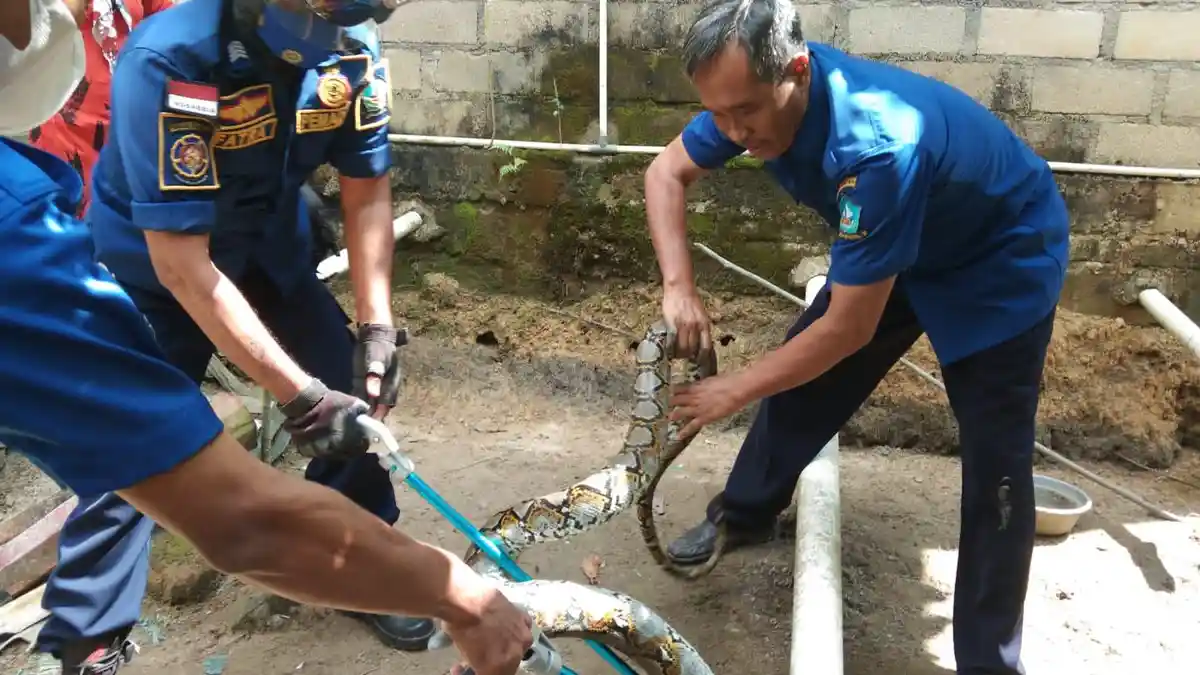 Warga Bintan Kaget Temukan Ular Piton Empat Meter saat Buka Kandang Ayam