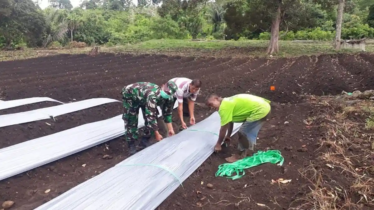 Babinsa Koramil Lembah Seulawah Motivasi Petani