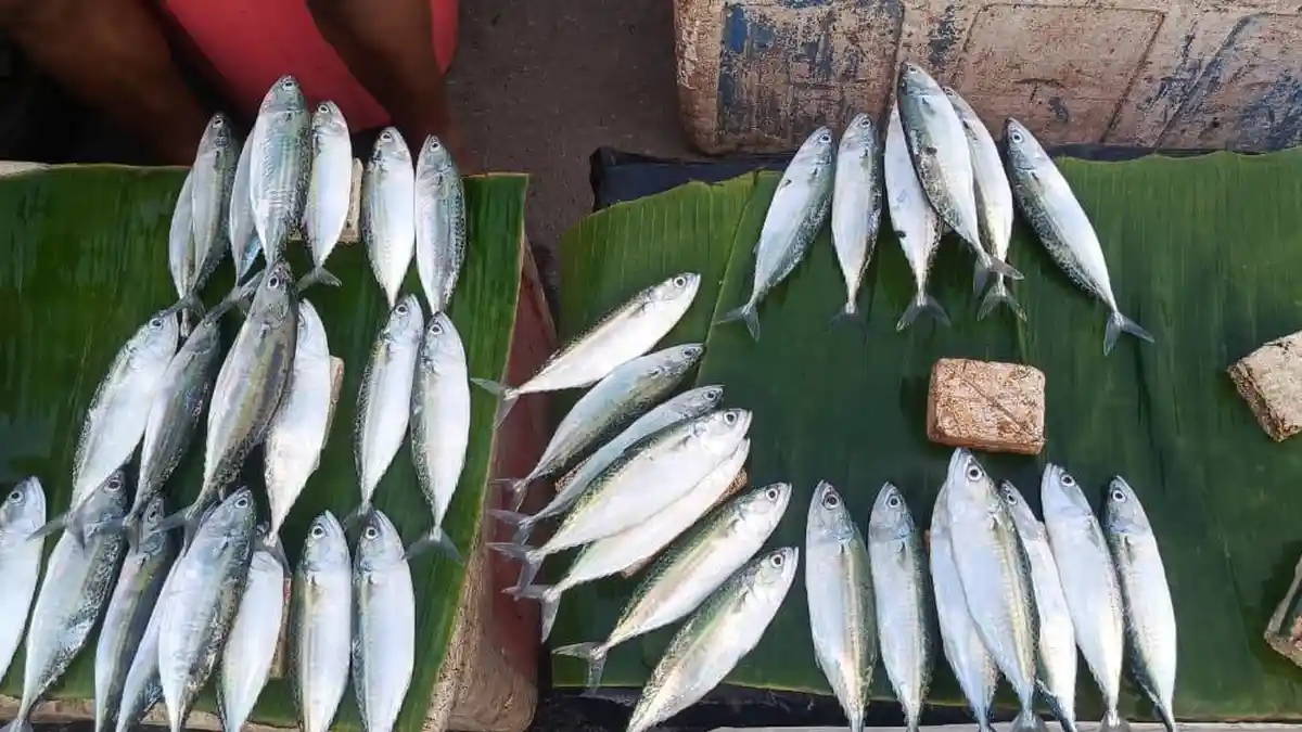 Harga Ikan Kembali Naik di Pasar Namlea - Maluku 