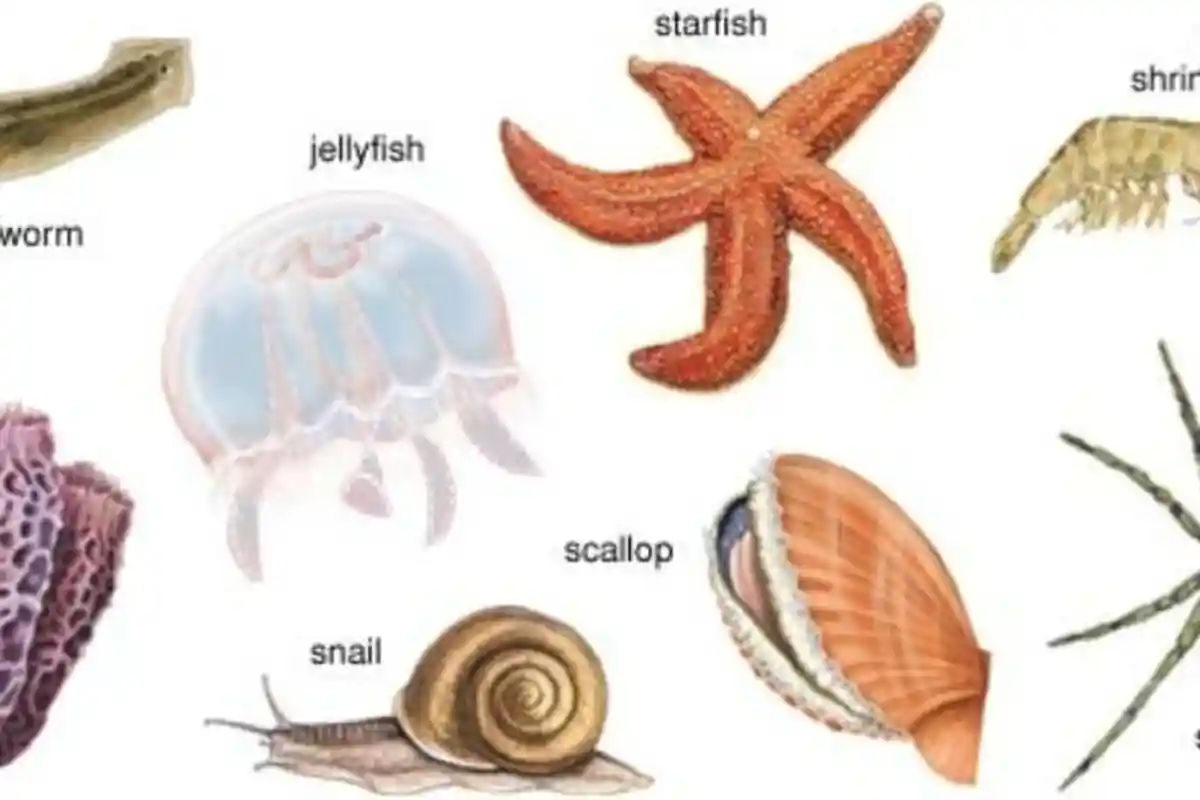 Mengenal Hewan Invertebrata, Simak Contoh dan Ciri-ciri Lengkap dengan Klasifikasinya!