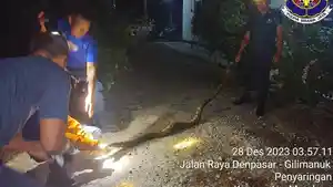 evakuasi-hewan-liar-jenis-ular-sanca-berukuran-besar.jpg
