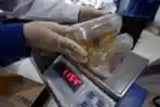 Pengiriman Ikan Cupang Lewat TIKI Meningkat saat Pandemi