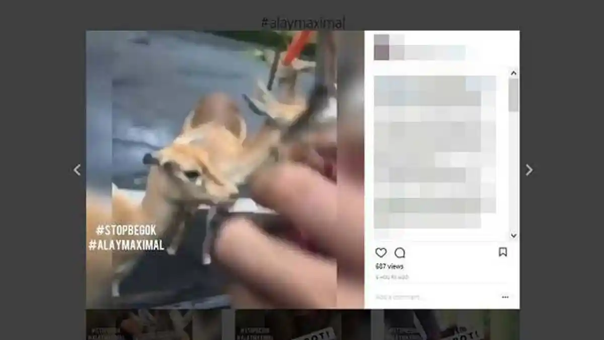 Beredar Video Satwa di Taman Safari Diduga Dicekoki Miras, Inikah Pelakunya?