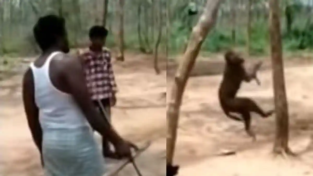 Dinilai Meresahkan, Warga Hukum Gantung Monyet, Tindakan Mereka Dikecam dan Minta Diselidiki