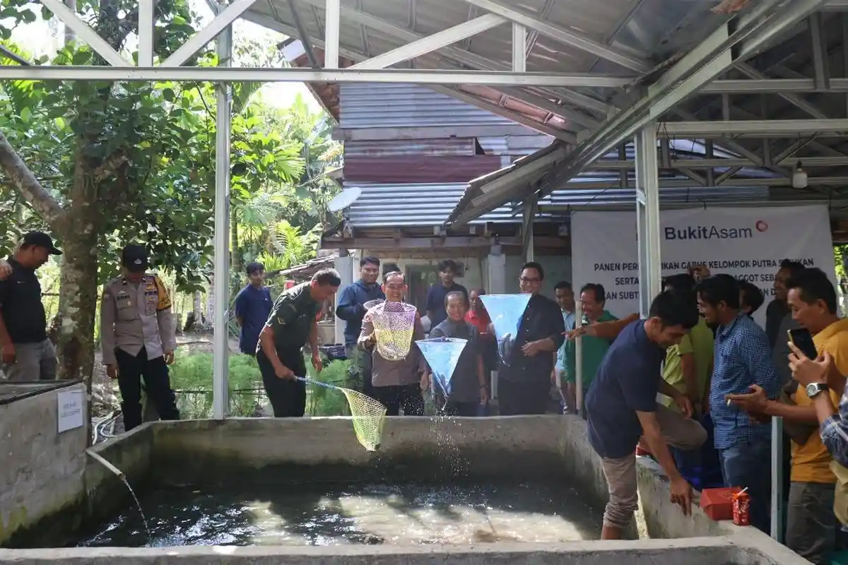 PTBA Dorong Budidaya Ikan Gabus di Desa Tanjung Agung, Perluas Lapangan Pekerjaan