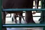 Risma Beri Nama Dumbo pada Bayi Gajah KBS