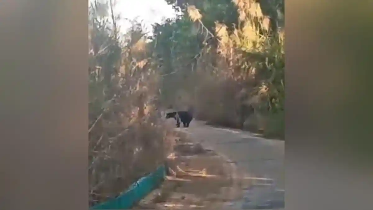 Beruang Madu Kerap Muncul, Warga Desa Jambu Baru Barito Kuala Pun Was-was