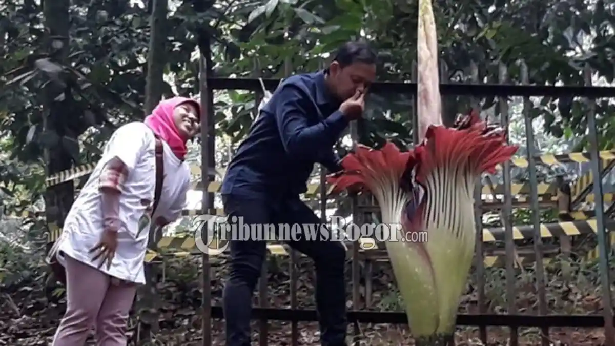 BREAKING NEWS - Bunga Bangkai di Kebun Raya Mekar, Bima Arya Tutup Hidung saat Diminta Berpose