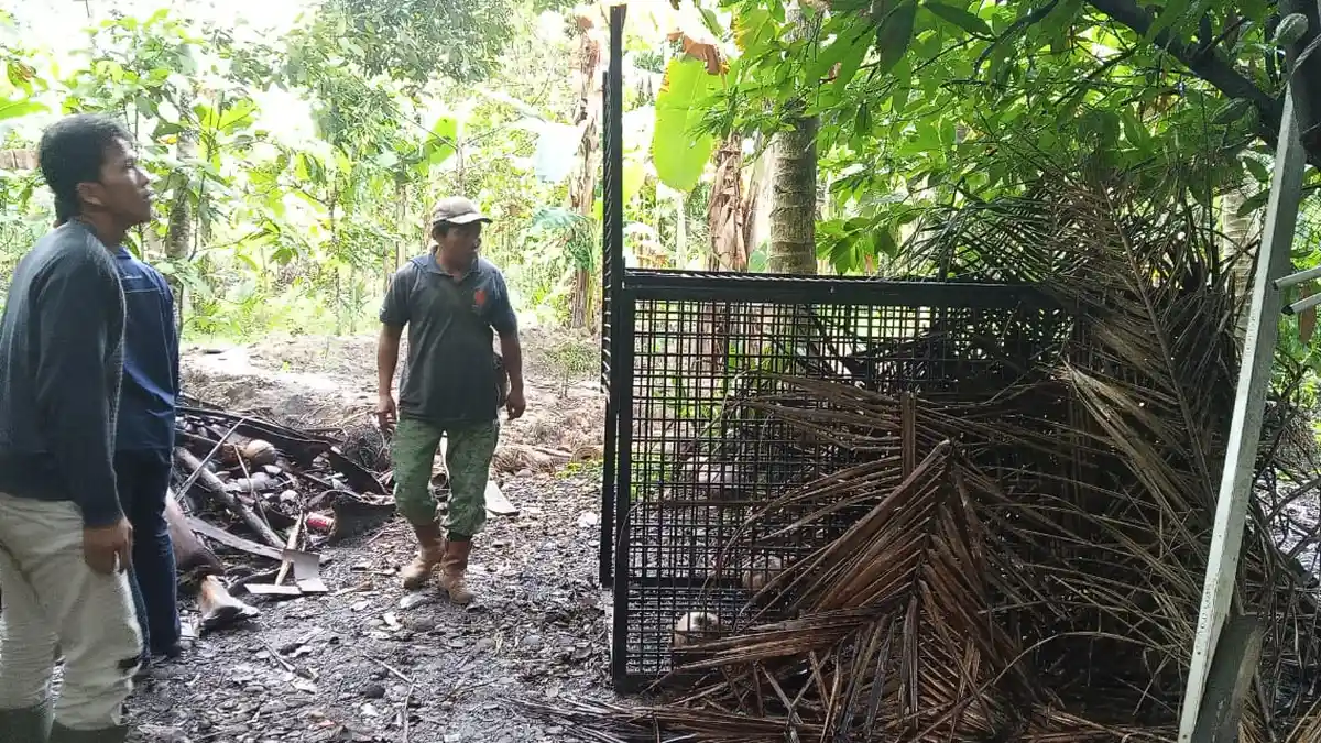 Begini Cara BKSDA Jambi Tangkap Beruang di Rantau Rasau Dua, Kerangkeng Besar Diberi Umpan Susu
