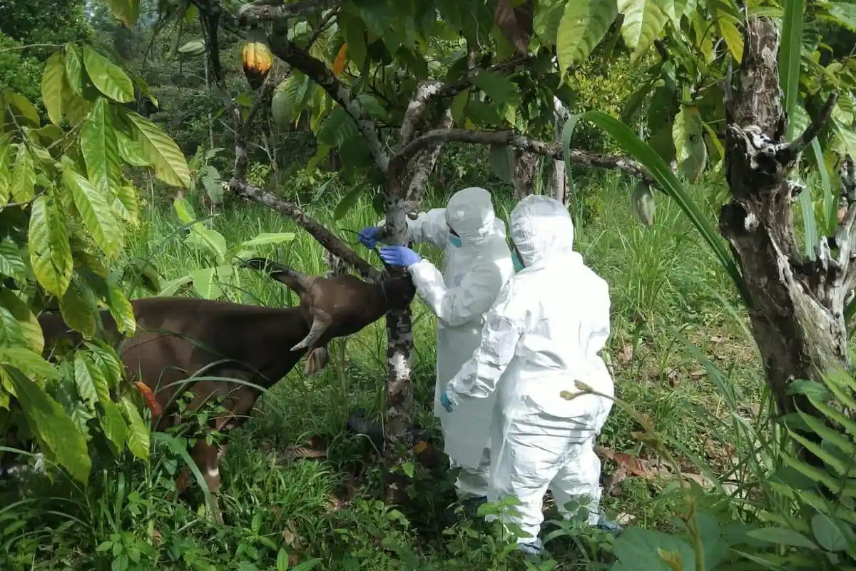 Sudah 30 Sapi Terjangkit, Sinjai Masuk Zona Merah Kasus PMK