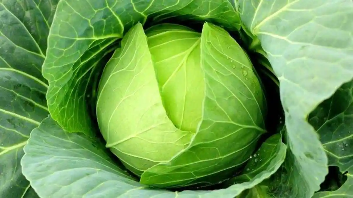 Sangat Berlimpah di Kita, ternyata Sayur Kol (Kubis) dan Mentimun Sangat Efektif Melawan COVID-19