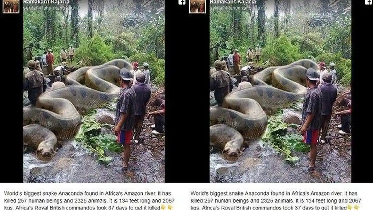 Saat Hendak Kencing, Anak 13 Thn ini Ingin Tangkap Ular Piton, Malah Tewas Dililit, Kronologi, Info