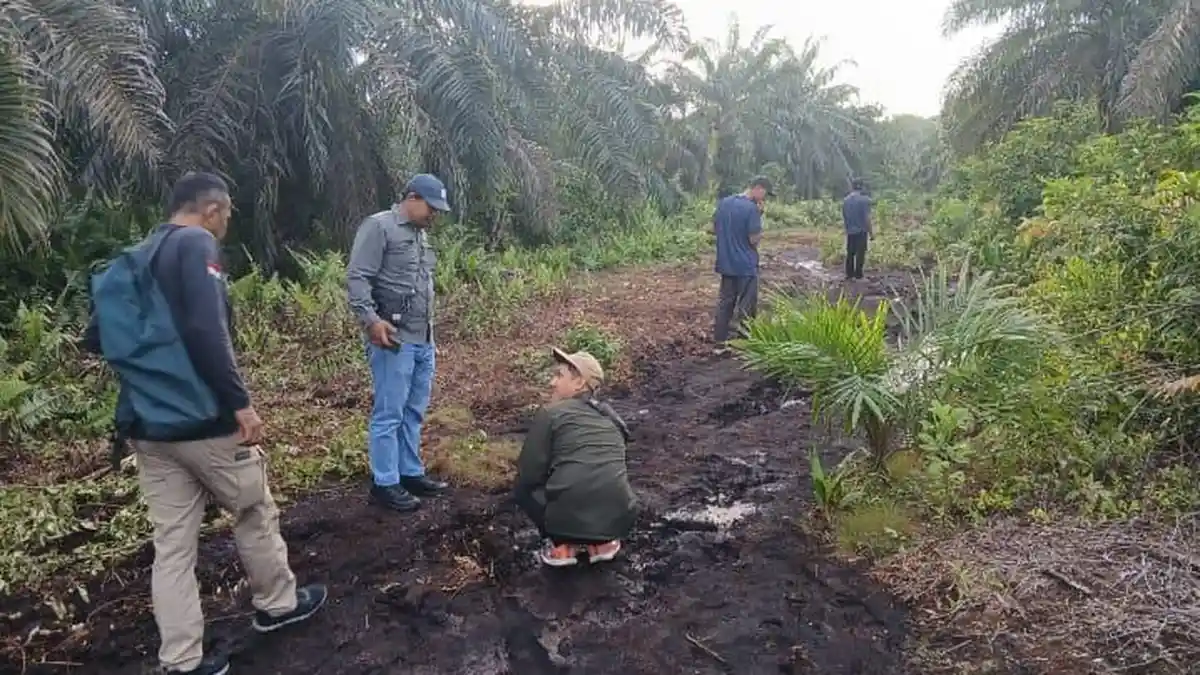 Camat Sungai Apit Sebut Warga Masih Was-was Usai Penampakan Harimau Sumatera di Teluk Masjid