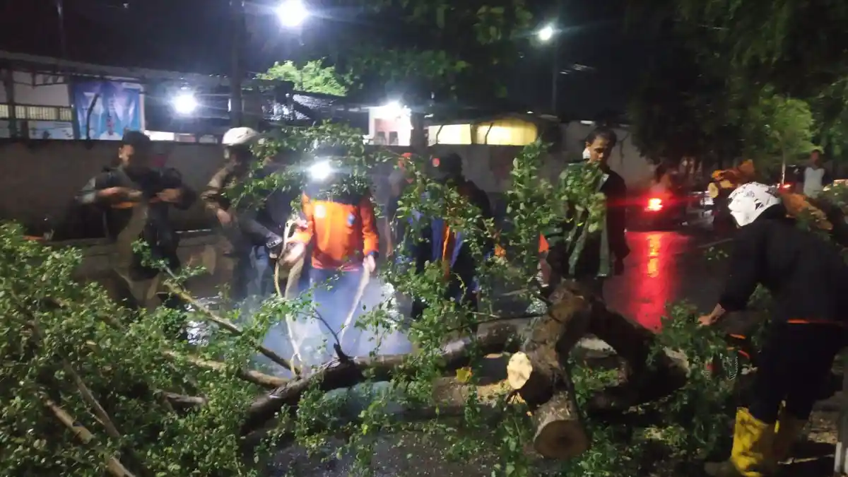 Akibat Hujan Lebat, Pohon Asem Tumbang Halangi Jalan Kolonel Sudiarto Tegal