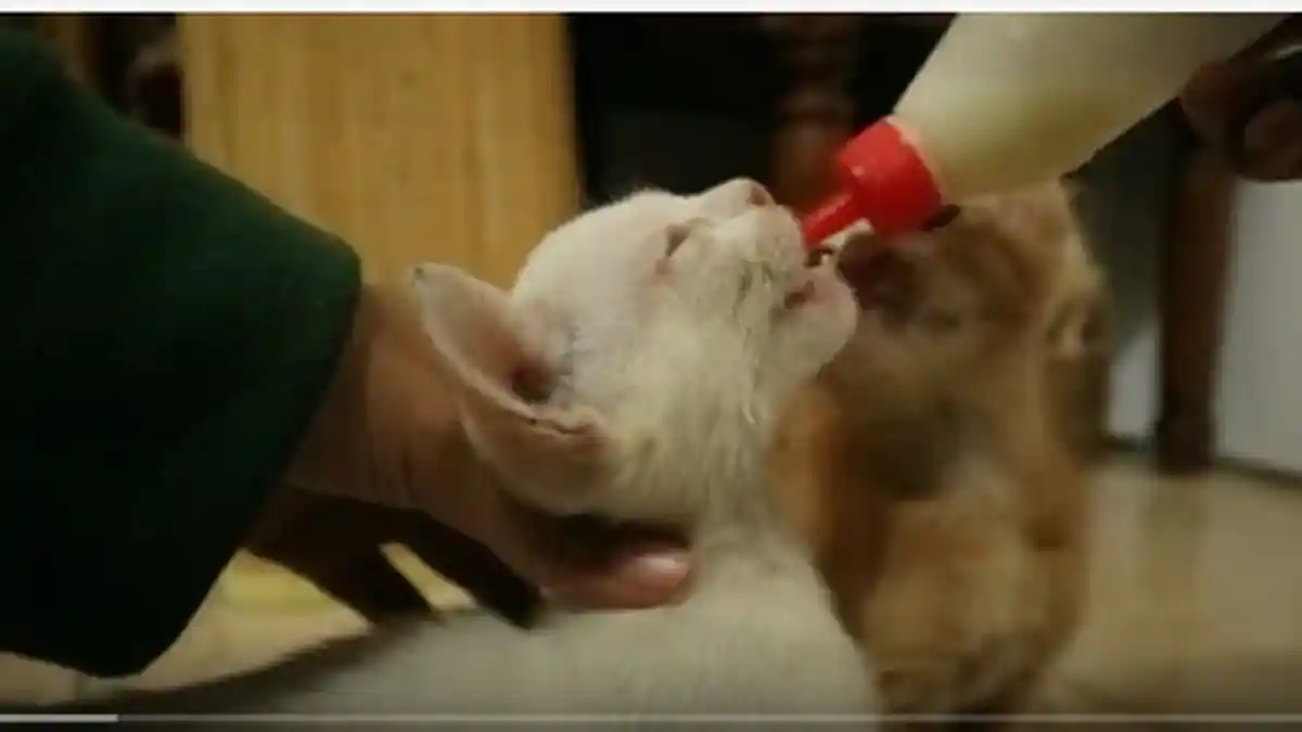 Tips Membuat Dot Susu Kucing dari Botol Bekas, Rekomendasi untuk Bayi Kucing Tanpa Induk
