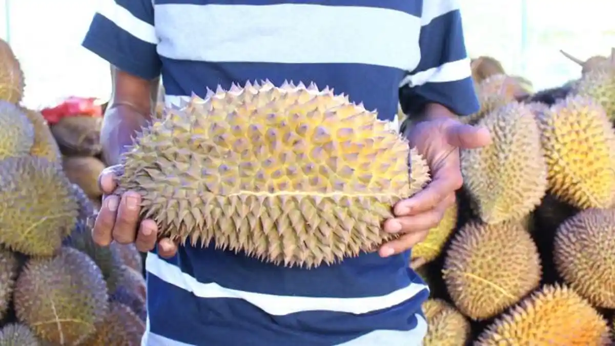 Durian Langka Dari Magelang, Durian Candy Namanya, Manisnya Seperti Permen