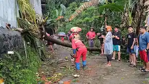 20260304-Pohon-tumbang-di-Sleman.jpg