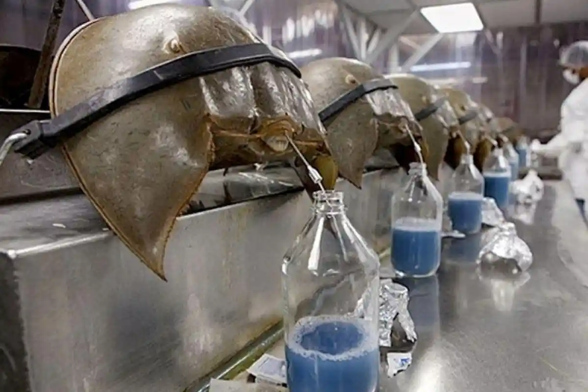 Belangkas, Hewan Purba Berdarah Biru