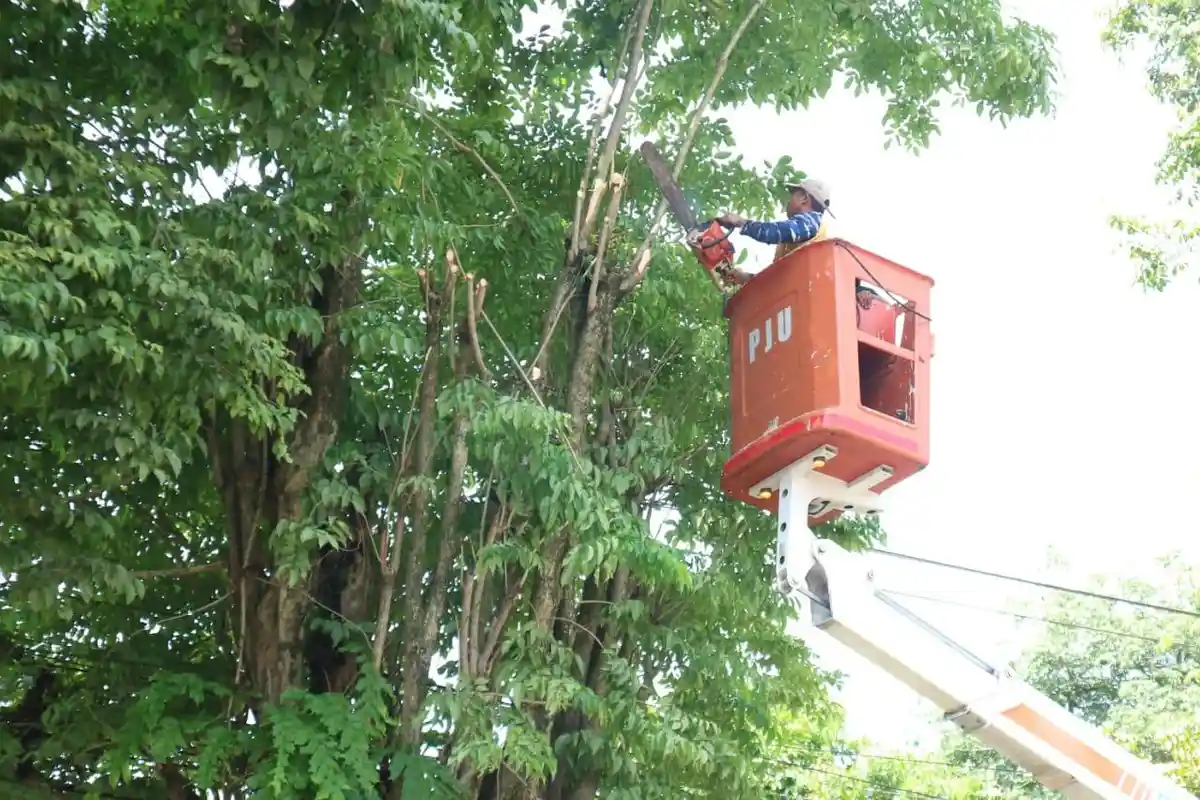 Memasuki Musim Hujan, Pemkab Jember Pangkas Ranting Pohon Kota 