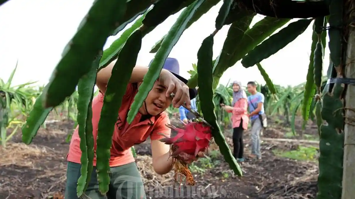 Kaya Akan Manfaat, Berikut 5 Cara Mudah Menanam Buah Naga dalam Pot
