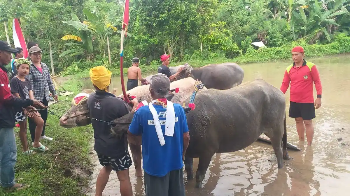 Makepung Lampit Jembrana Segera Diusulkan Jadi WBTB