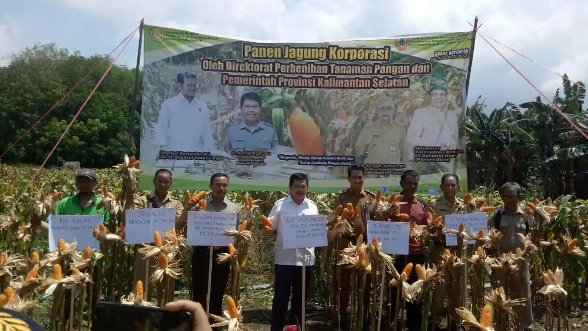 Petani Kalsel Mulai Panen Jagung Hasil Program Korporasi Kementan