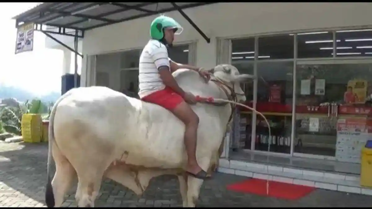 Bikin Heboh, Juragan Ini Jalan-jalan dan Belanja ke Mini Market Naik Sapi, Lengkap Pakai Helm