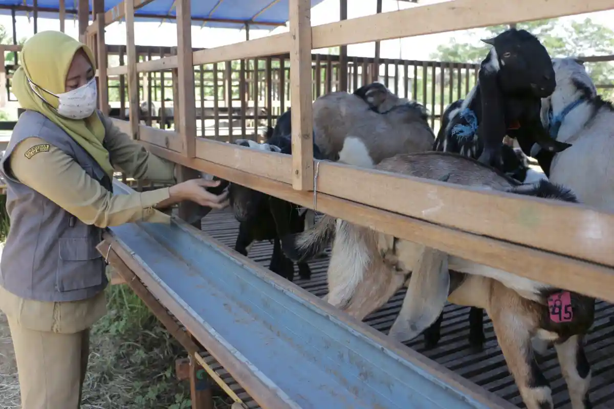 Wabah PMK Menyebar, Kementan Pastikan Stok Ternak Untuk Iduladha Tahun Ini Tetap Aman