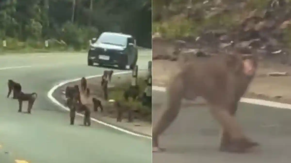 Viral! Video Kawanan Beruk Berkeliaran di Bukit Soeharto Kaltim
