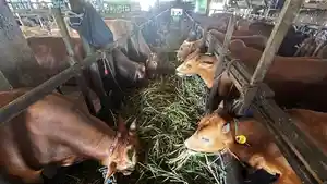 Salah-satu-peternakan-sapi-di-Kalsel-yang-menyediakan-hewan-kurban.jpg