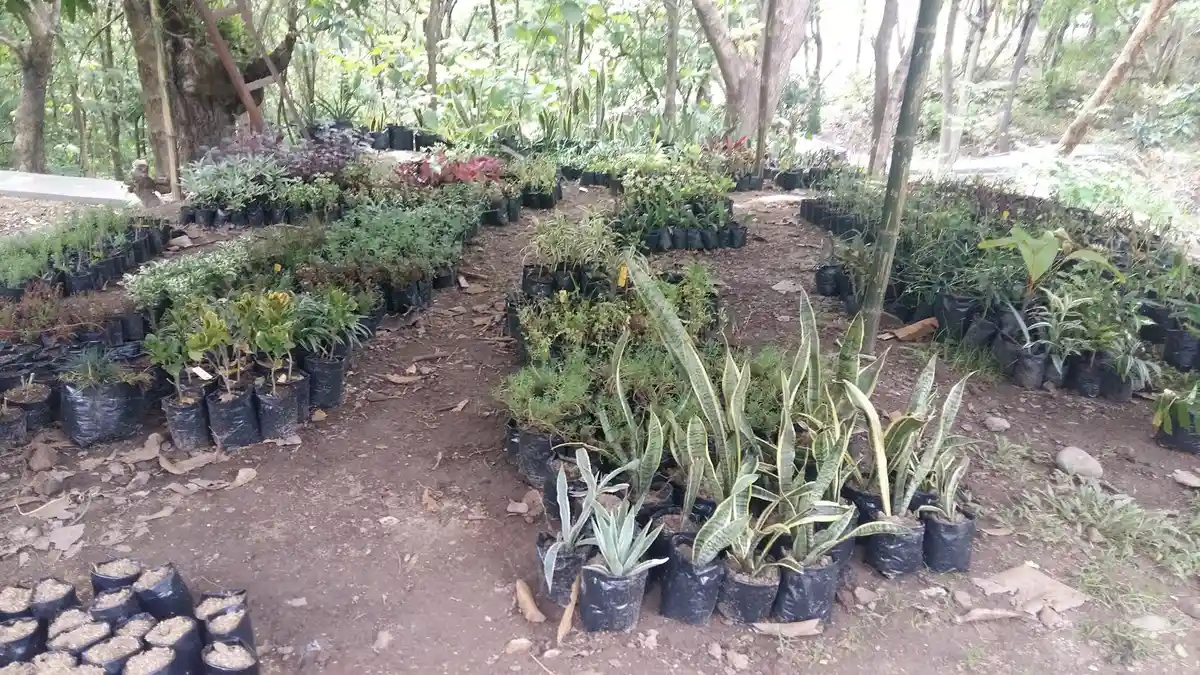 Makin Cantik, Seperti Ini Kebun Raya Jompie Parepare Pascadibenahi - kebun-raya-jompie-menjadi_20170405_114058.jpg