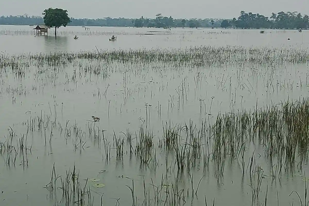 Tiap Hujan Besar Sawah di Padaherang Pangandaran Kebanjiran, Tiap Tahun Begitu Tak Ada Perubahan