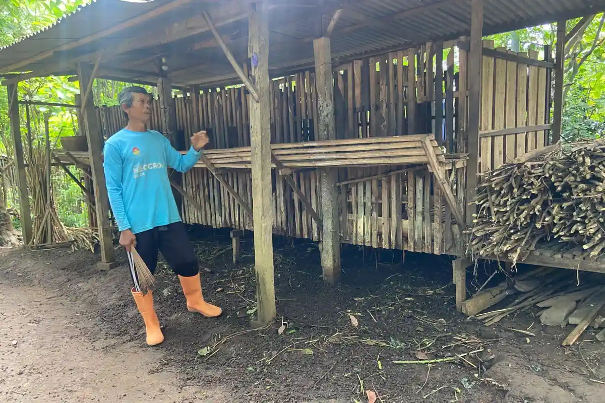 Ada 80 Kambing di Pomahan Pulung Ponorogo Mati Mendadak, Bukan PMK?