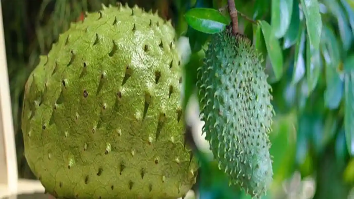 TANAMAN Dengan Nama Latin Annona Muricata Memiliki khasiat untuk Melawan Kanker